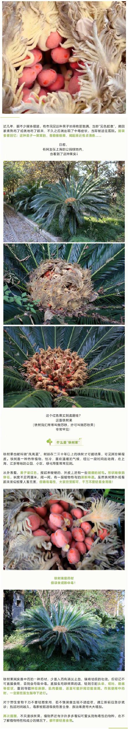 公园绿地这个像外星物种的果子，不能吃！