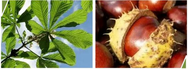 紧急提醒！街头大量出现，有毒千万别吃