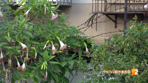 一株花开引关注,专家提醒:很美,但有毒,千万别碰! 一株花开引关注,专家提醒:很美,但有毒,千万别碰!