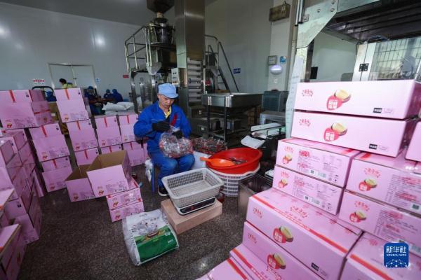 浙江诸暨:炒货飘香上市忙 特色产业助共富 浙江诸暨:炒货飘香上市忙 特色产业助共富