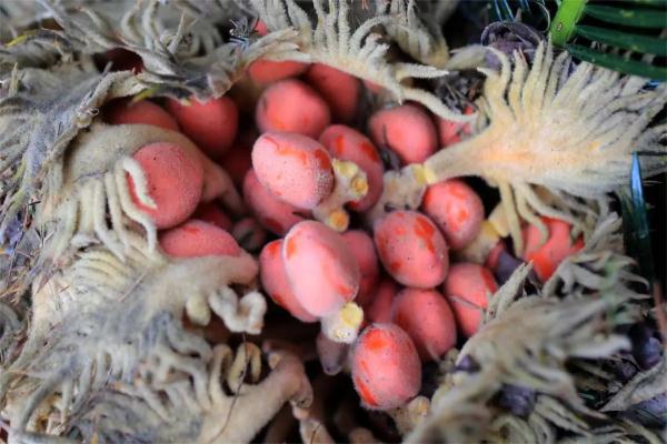 有毒,千万别吃!这个“外星”物种,上海也发现了 有毒,千万别吃!这个“外星”物种,上海也发现了