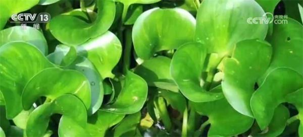 让入侵物种“无处可逃” 我国首次启用数字化信息技术进行监测预警 让入侵物种“无处可逃” 我国首次启用数字化信息技术进行监测预警