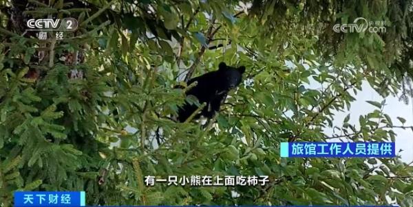 180人被熊袭击！日本防熊喷雾卖断货 什么情况？