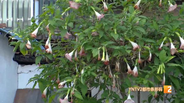 一株花开引关注,专家提醒:很美,但有毒,千万别碰! 一株花开引关注,专家提醒:很美,但有毒,千万别碰!