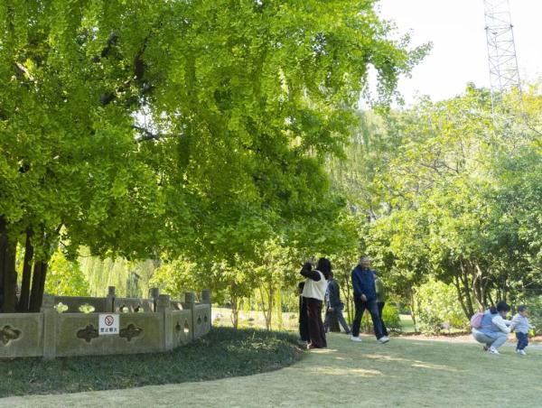 上海0001号银杏“树王”树叶变黄了么？什么时候是最佳观赏期？答案都在这里了→