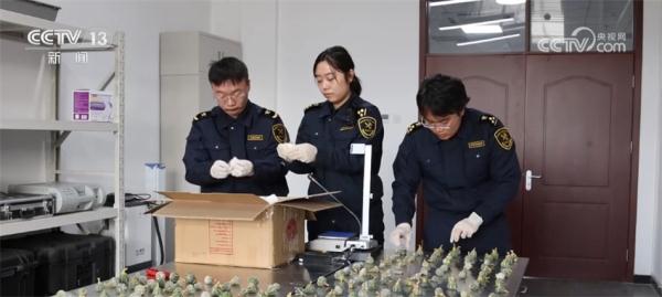 让入侵物种“无处可逃” 我国首次启用数字化信息技术进行监测预警 让入侵物种“无处可逃” 我国首次启用数字化信息技术进行监测预警