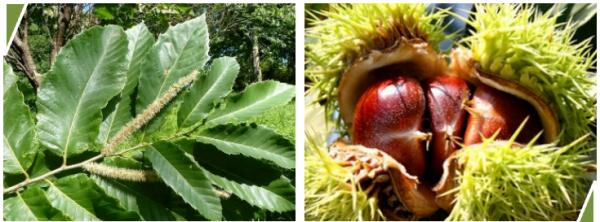 紧急提醒！街头大量出现，有毒千万别吃