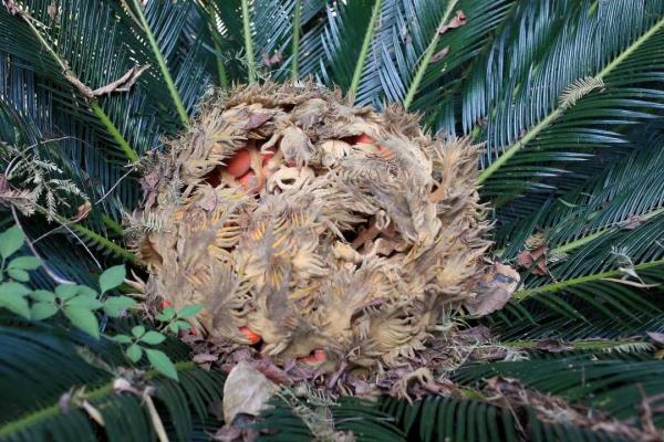 紧急提醒！街头大量出现，有毒千万别吃