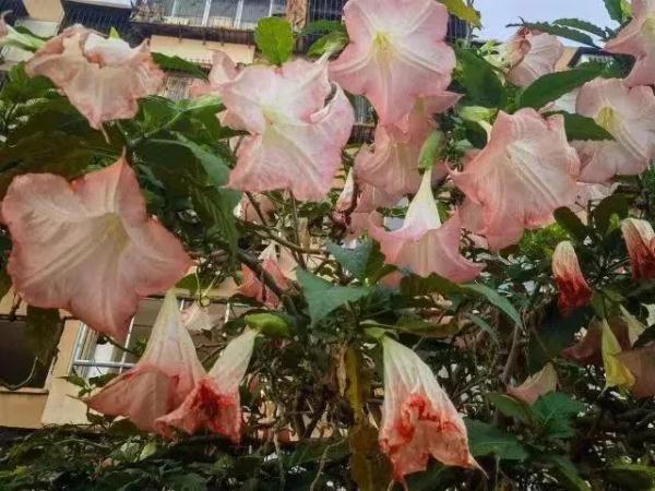 极美!剧毒!昆明一小区发现…… 极美!剧毒!昆明一小区发现……