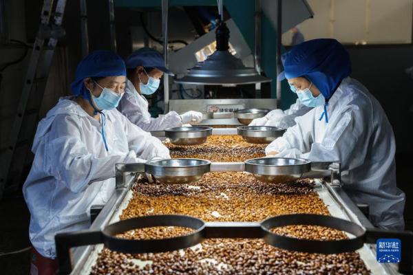 浙江诸暨:炒货飘香上市忙 特色产业助共富 浙江诸暨:炒货飘香上市忙 特色产业助共富