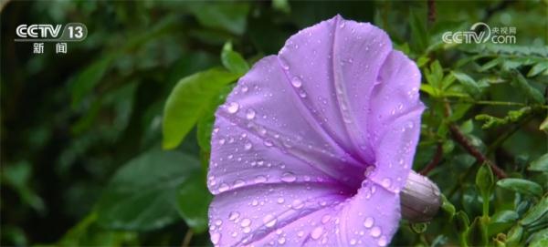 让入侵物种“无处可逃” 我国首次启用数字化信息技术进行监测预警 让入侵物种“无处可逃” 我国首次启用数字化信息技术进行监测预警