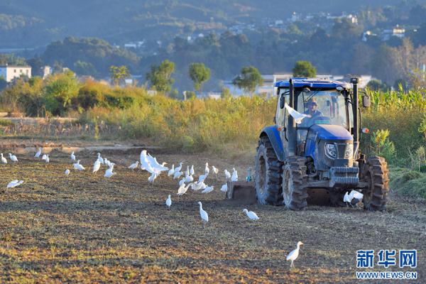 云南昌宁：白鹭伴耕冬播忙