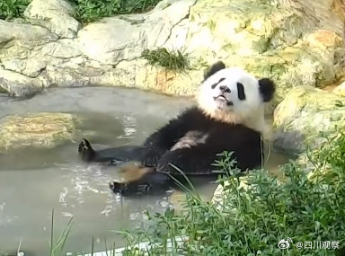 熊猫宝宝过冬裹紧小被子