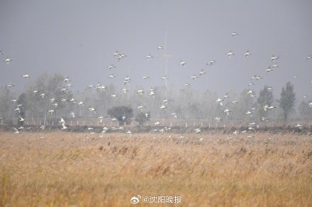 候鸟拉开越冬迁徙大幕,冬日卧龙湖万鸟翔集 候鸟拉开越冬迁徙大幕,冬日卧龙湖万鸟翔集