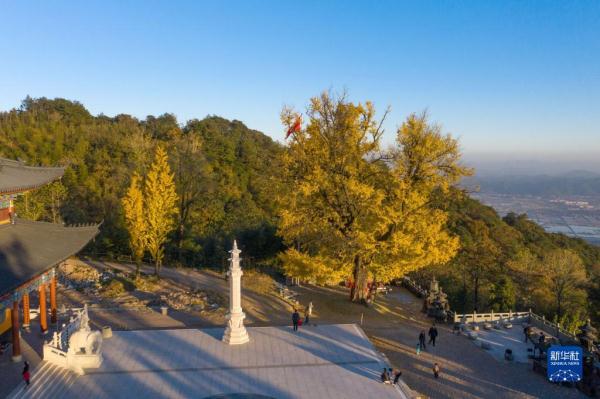 古银杏迎游客 古银杏迎游客