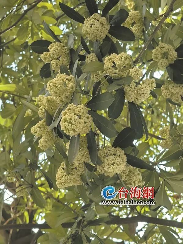 厦门街头已出现！闻多了头晕恶心……