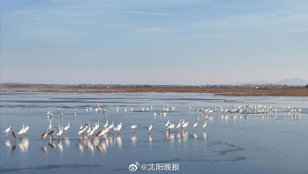 候鸟拉开越冬迁徙大幕,冬日卧龙湖万鸟翔集 候鸟拉开越冬迁徙大幕,冬日卧龙湖万鸟翔集