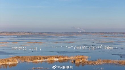 候鸟拉开越冬迁徙大幕,冬日卧龙湖万鸟翔集 候鸟拉开越冬迁徙大幕,冬日卧龙湖万鸟翔集