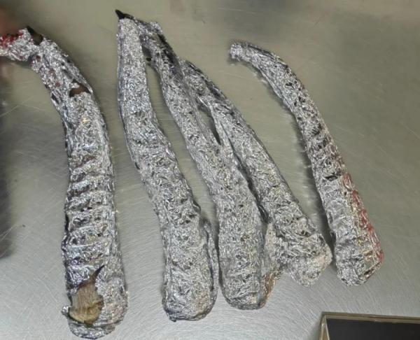 太原机场海关在进境邮递渠道查获濒危物种高鼻羚羊角15根 太原机场海关在进境邮递渠道查获濒危物种高鼻羚羊角15根