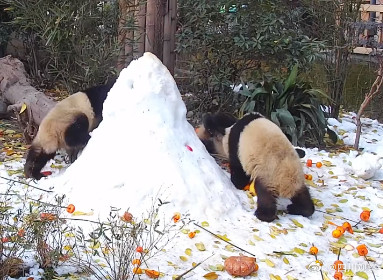 熊猫宝宝过冬裹紧小被子