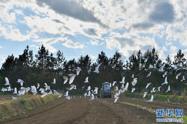 云南昌宁：白鹭伴耕冬播忙