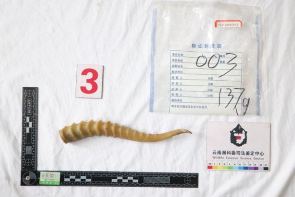 太原机场海关在进境邮递渠道查获濒危物种高鼻羚羊角15根 太原机场海关在进境邮递渠道查获濒危物种高鼻羚羊角15根