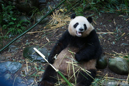 大熊猫梅兰肉肉要搬家了 大熊猫梅兰肉肉要搬家了