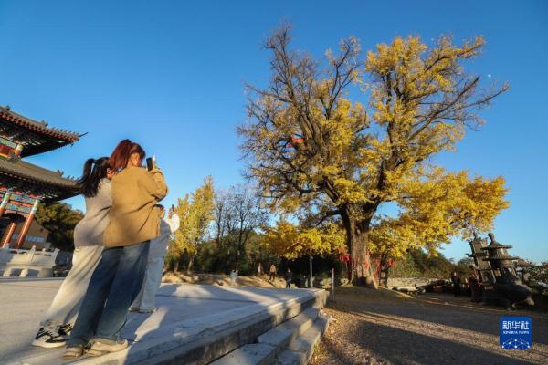 古银杏迎游客 古银杏迎游客