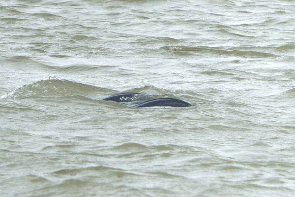 8天观测到86头次 长江江苏段长江江豚种群呈增长趋势