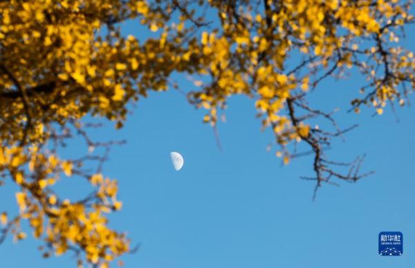 古银杏迎游客 古银杏迎游客