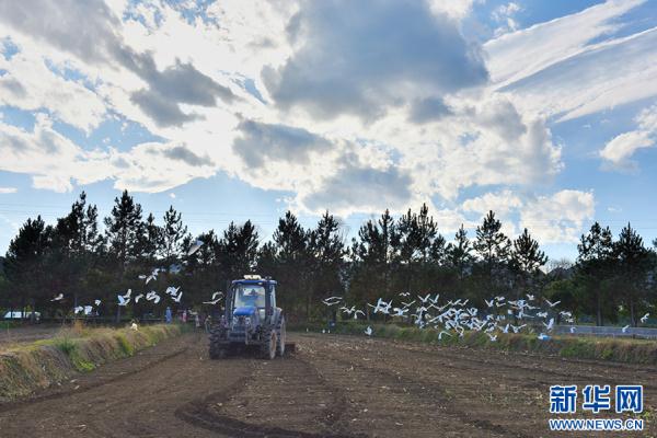 云南昌宁：白鹭伴耕冬播忙
