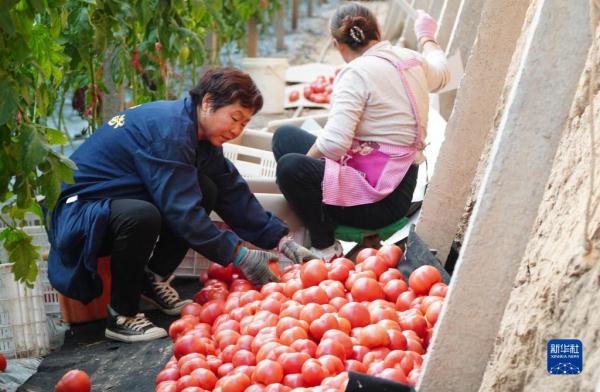 山东临邑:初冬时节大棚西红柿收获忙 山东临邑:初冬时节大棚西红柿收获忙