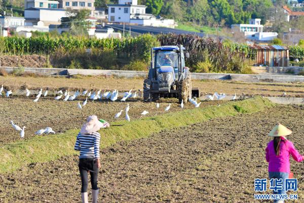 云南昌宁：白鹭伴耕冬播忙