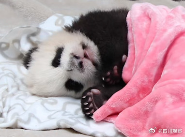熊猫宝宝过冬裹紧小被子