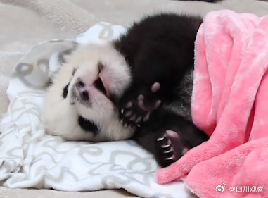 熊猫宝宝过冬裹紧小被子