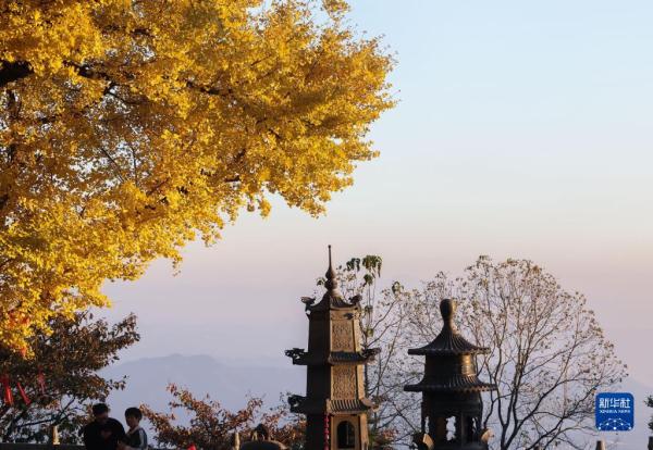 古银杏迎游客 古银杏迎游客