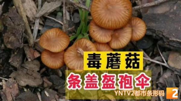 又见野生菌中毒！这个季节有种菌子刚好成熟，云南一男子采回来吃，结果……