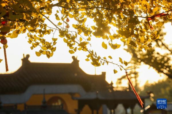 古银杏迎游客 古银杏迎游客