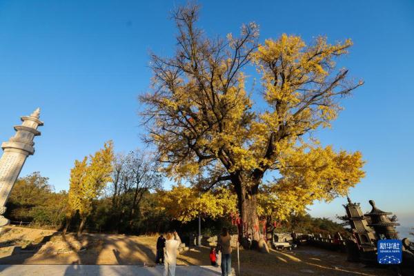 古银杏迎游客 古银杏迎游客