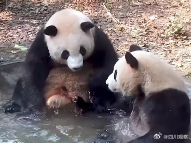 熊猫宝宝过冬裹紧小被子