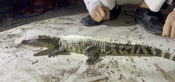 海口红城湖的鳄鱼抓住了 海口红城湖的鳄鱼抓住了