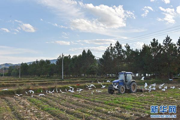 云南昌宁：白鹭伴耕冬播忙
