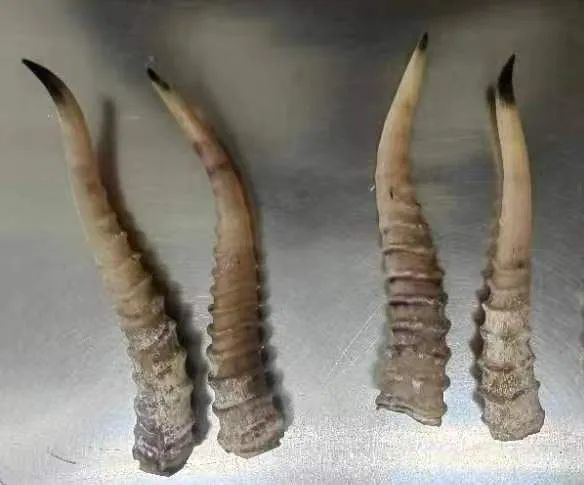 太原机场海关在进境邮递渠道查获濒危物种高鼻羚羊角15根 太原机场海关在进境邮递渠道查获濒危物种高鼻羚羊角15根