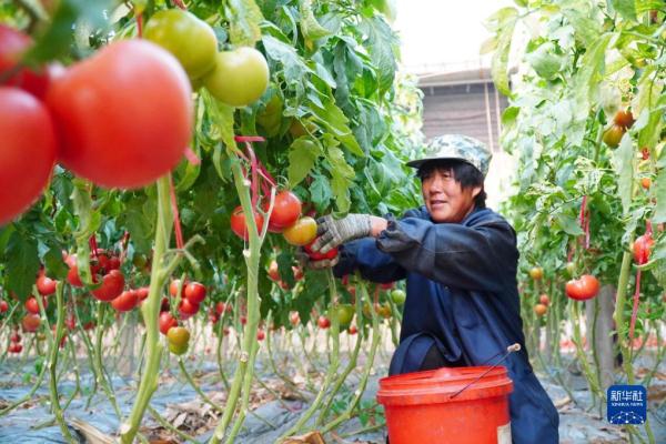 山东临邑:初冬时节大棚西红柿收获忙 山东临邑:初冬时节大棚西红柿收获忙