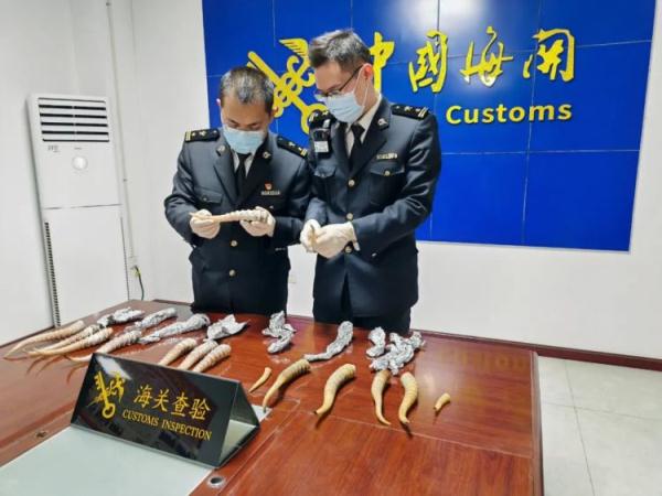 太原机场海关在进境邮递渠道查获濒危物种高鼻羚羊角15根 太原机场海关在进境邮递渠道查获濒危物种高鼻羚羊角15根