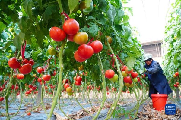 山东临邑:初冬时节大棚西红柿收获忙 山东临邑:初冬时节大棚西红柿收获忙