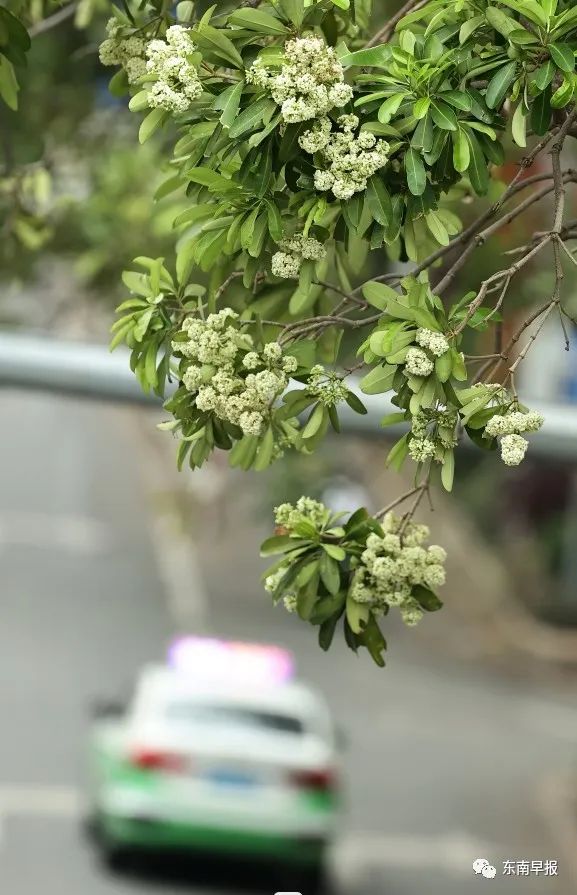 厦门街头已出现！闻多了头晕恶心……