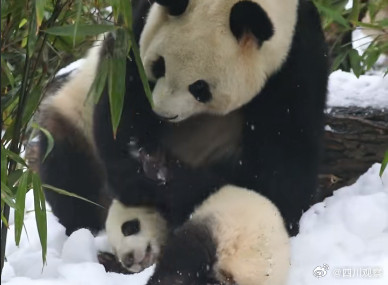 熊猫宝宝过冬裹紧小被子