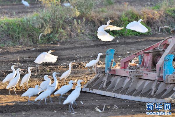 云南昌宁：白鹭伴耕冬播忙