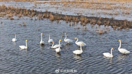 候鸟拉开越冬迁徙大幕,冬日卧龙湖万鸟翔集 候鸟拉开越冬迁徙大幕,冬日卧龙湖万鸟翔集